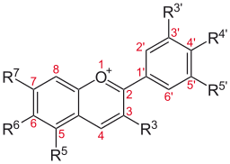 Chemical structure of anthocyanin