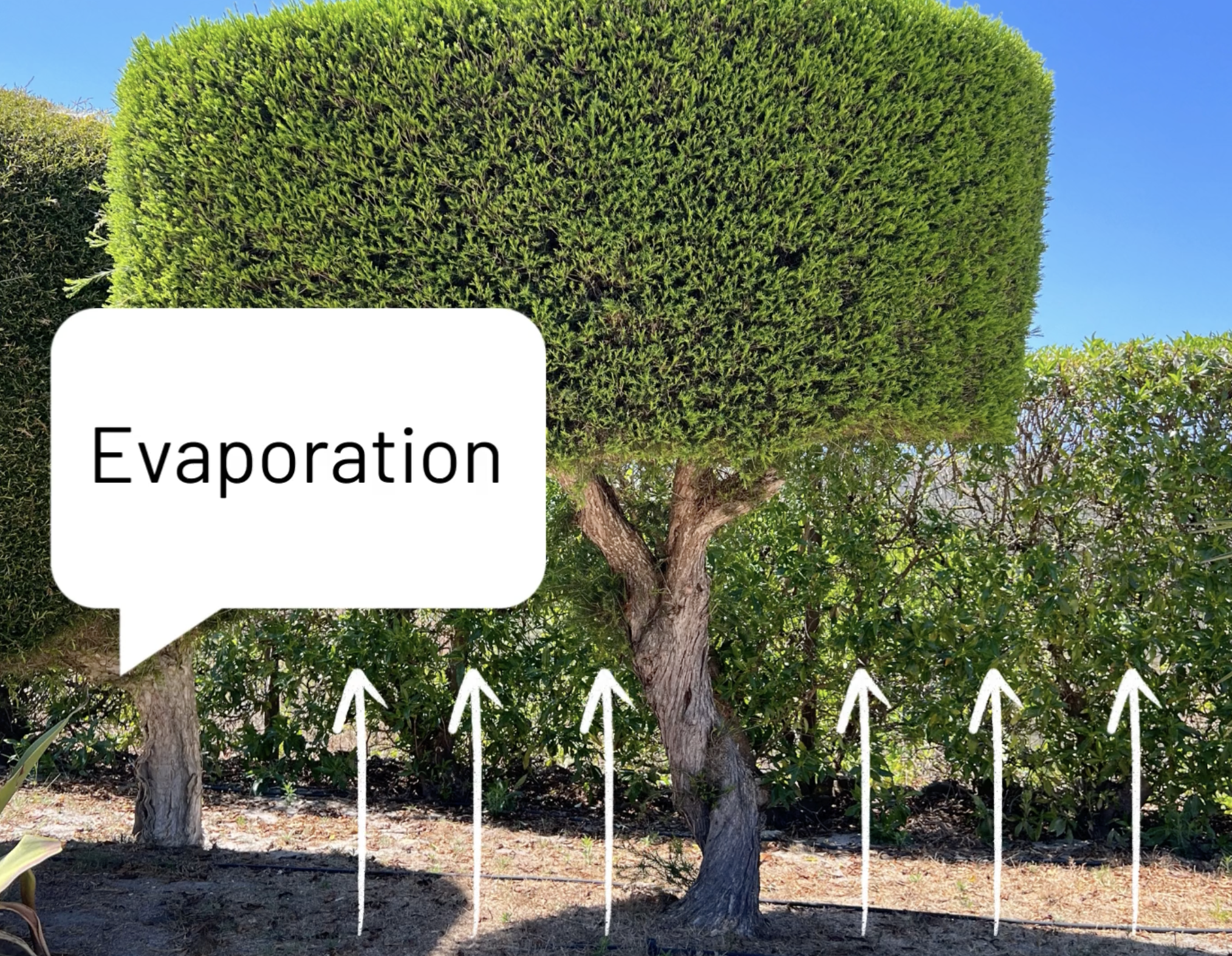 Image of a tree outside in the sun, with arrows pointing from the ground upwards. A text box says: evaporation.
