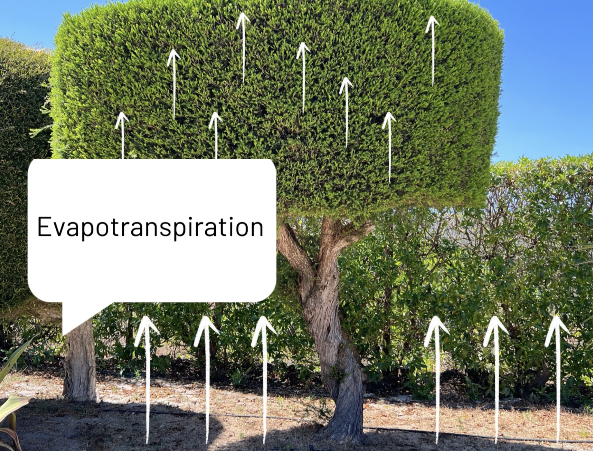 Image of a tree outside in the sun, with arrows pointing from the ground upwards and from the tree's leaves upwards. A text box says: evapotranspiration.