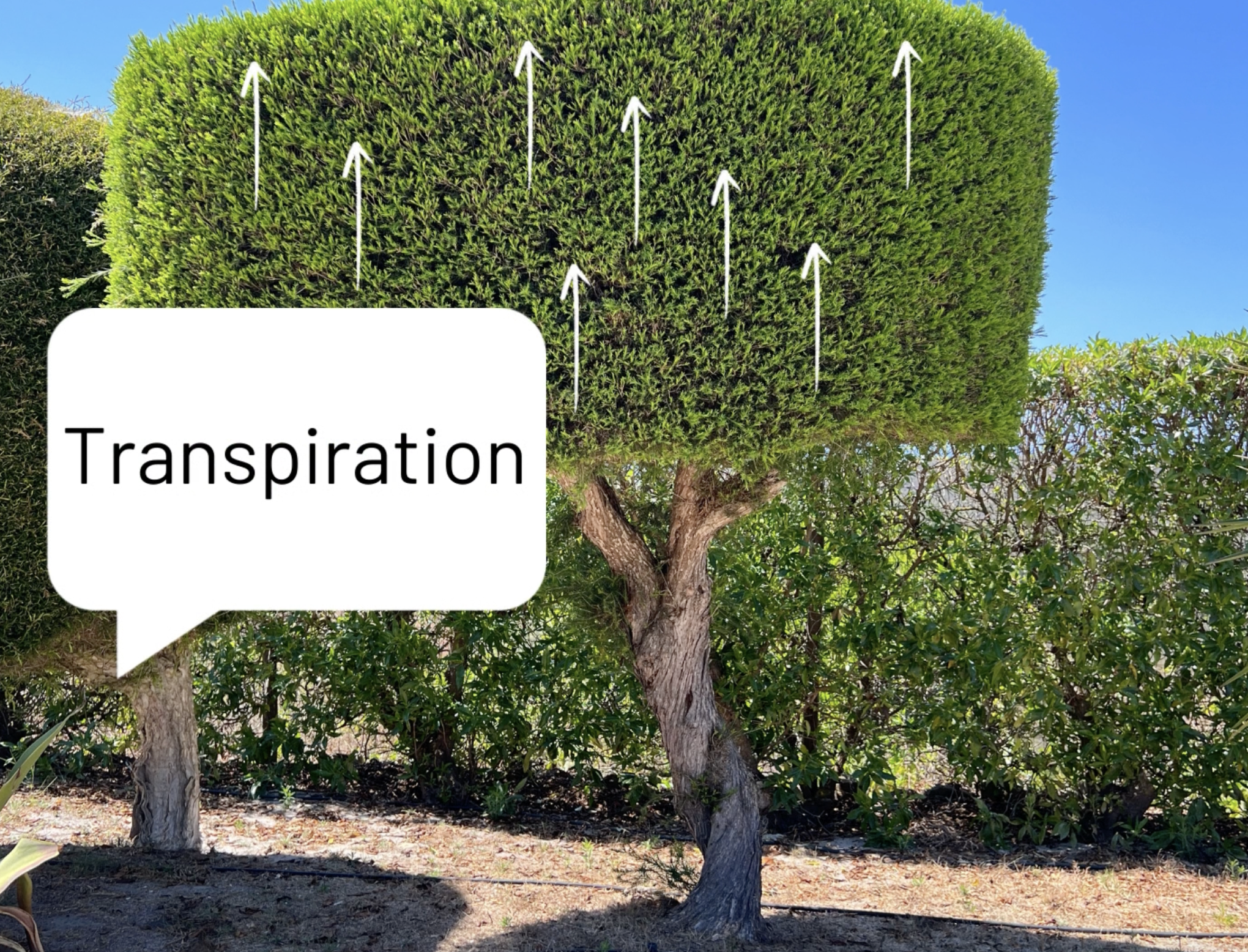 Image of a tree outside in the sun, with arrows pointing from the tree's leaves upwards. A text box says: transpiration.