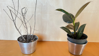 two plants pots: one with a dry branch without leaves, the other one with a healthy and green plants