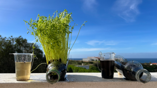 two plastic bottles cut and used as planter boxes, one with plants growing, the other one only with soil