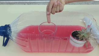 a large transparent plastic water bottle cut in half, filled with water dyed red, a plant in a pot and an empty water glass are standing inside the setup