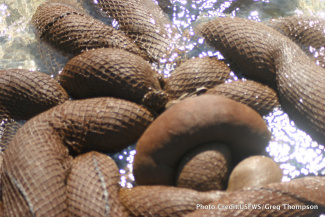 Oil soaked absorbent boom